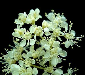 Filipendula ulmaria2 ies.jpg