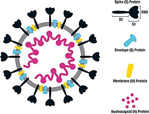 Nucleoprotein