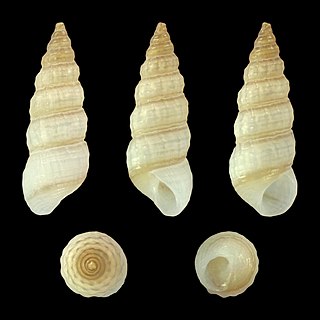 <i>Finella rufocincta</i> Species of gastropod