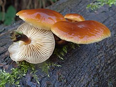 Flammulina velutipes G8 (3).JPG