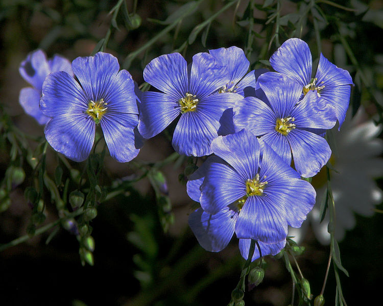 https://upload.wikimedia.org/wikipedia/commons/thumb/6/6b/Flax_flowers.jpg/750px-Flax_flowers.jpg
