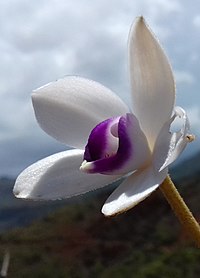 Fleurs d'Eriaxis rigida au Parc Provincial de la Rivière Bleue, en Province Sud, Nouvelle-Calédonie (cropped 1).jpg