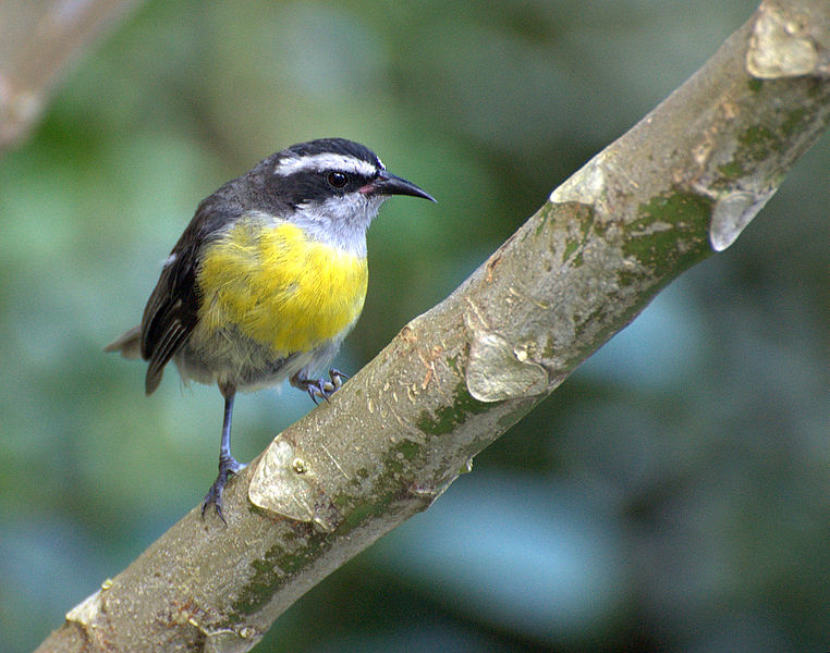 File:Flickr - Dario Sanches - CAMBACICA (Coereba flaveola) (8).jpg