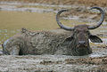 Flickr - Rainbirder - Vízi bivaly.jpg