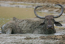 Water buffalo wallowing in mud Flickr - Rainbirder - Water Buffalo.jpg