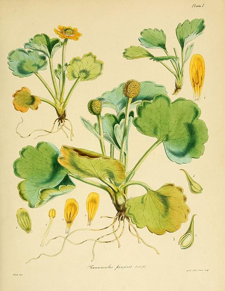 File:Flora Antarctica Plate I.jpg