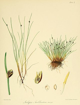 <i>Isolepis aucklandica</i> Species of grass-like plant