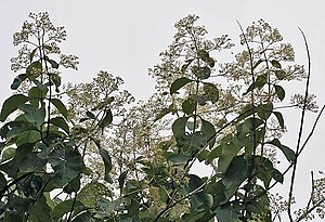 Flower, fruit & leaves (Tectona Grandis) I IMG 8818.jpg