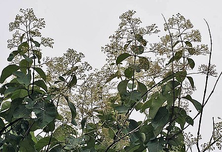 ไฟล์:Flower,_fruit_&_leaves_(Tectona_Grandis)_I_IMG_8818.jpg