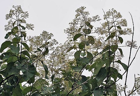 File:Flower, fruit & leaves (Tectona Grandis) I IMG 8818.jpg