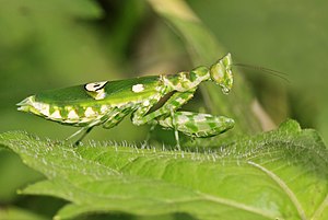 Asiatic flower mantis (Creobroter gemmatus), female