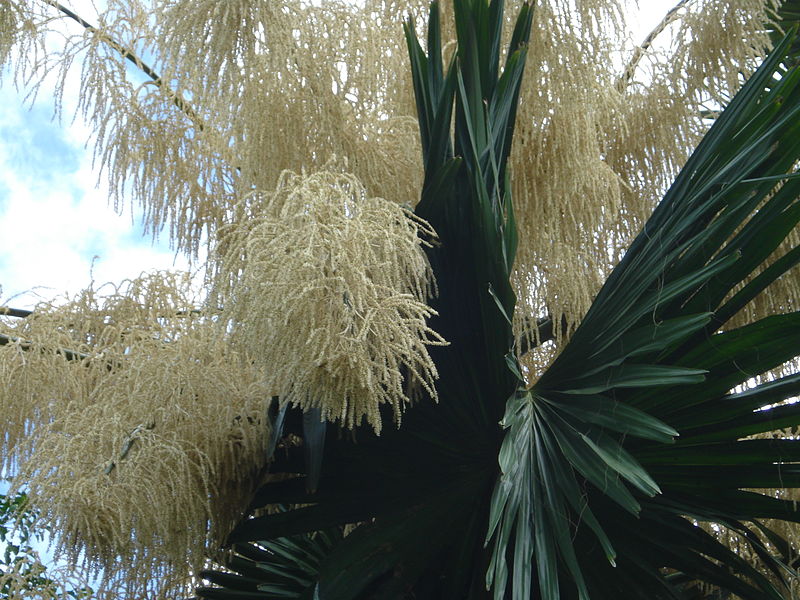 File:Flowering Talipot Palm 04.jpg