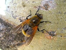 Fliege sieht aus wie eine Biene unbekannter Art.jpg