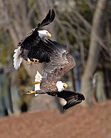 Eagles compete for food at Upper Mississippi River National Wildlife Refuge Food fight (8411457949).jpg