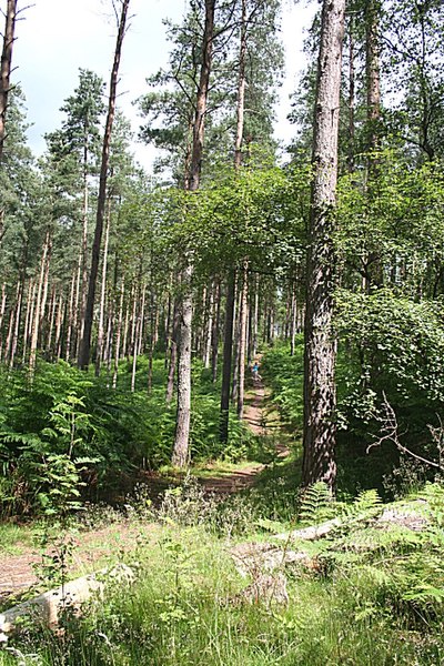 File:Footpath in Crooked Wood - geograph.org.uk - 198148.jpg