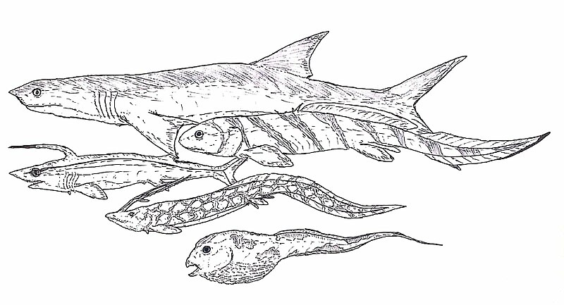 File:Fossil Holocephali (Cobelodus, Heteropetalus, Falcatus, Harpagofututor, and Delphyodontos).jpg