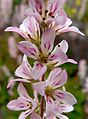 Francoa sonchifolia