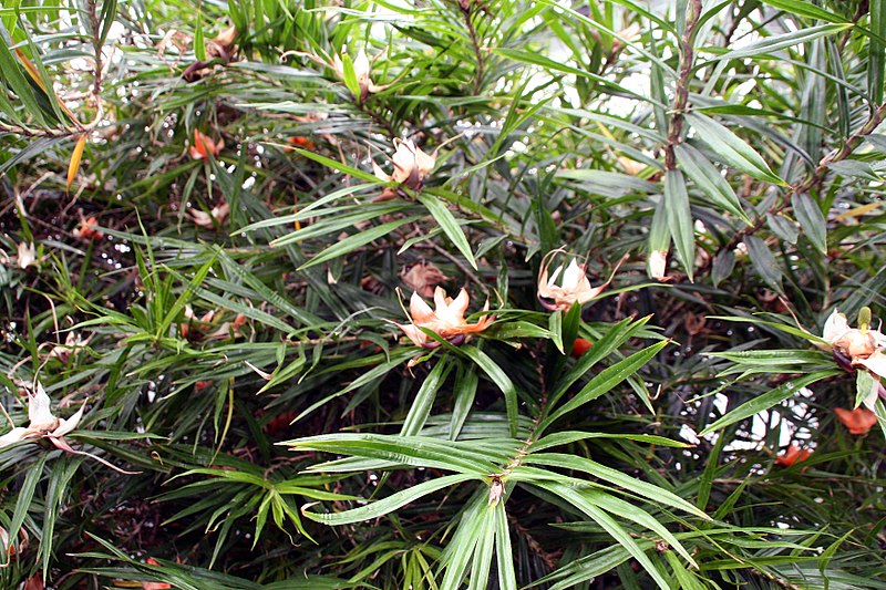 File:Freycinetia multiflora 0zz.jpg