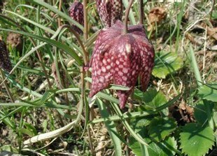 Almindelig Vibeæg (Fritillaria meleagris).