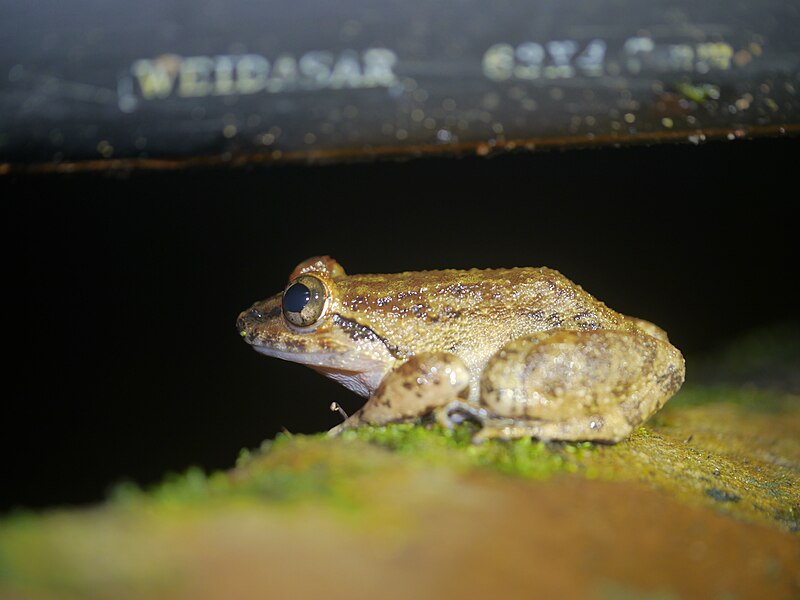 File:Frog Limnonectes P1100391 05.jpg