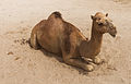 * Nomination Camel next to the Al Koot Fort, Qatar --Poco a poco 04:38, 17 April 2014 (UTC) I'm not quite convinced by the focus. Mattbuck 22:53, 24 April 2014 (UTC) * Decline As per Matt - the head is not as sharp as the tail. Also the camera position is not convincing (taking the photo from a point higher than the camels head) --Cccefalon 06:46, 30 April 2014 (UTC)