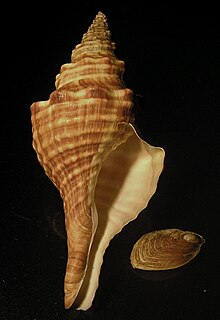 <i>Africofusus ocelliferus</i> Species of gastropod