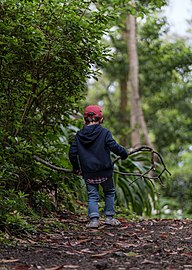 Gabriel walking around with a branch, Reserva Florestal de Pinhal da Paz, Furnas, São Miguel Island, Azores, Portugal