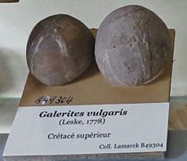Fóssil de Galerites vulgaris (Cretáceo, MNHN).