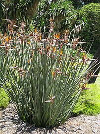 Strelitzia juncea.