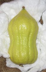 Moroccan etrog with prominent gartel