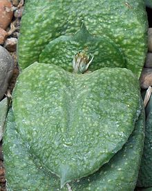 Gasteria armstrongii, considered by many authorities to be a variety of Gasteria nitida which simply keeps its juvenile form, into adulthood Gasteria armstrongii 2015-05-29 OB 181.jpg