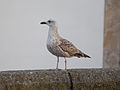 * Nomination Juvenile yellow-legged Gull (Larus michahellis), Porto, Portugal --Poco a poco 19:05, 17 July 2012 (UTC) * Promotion QI for me. -- JLPC 20:11, 17 July 2012 (UTC)