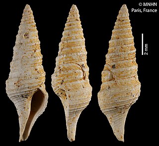 <i>Gemmula funiculosa</i> Extinct species of gastropod