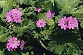 Geranium pyrenaicum