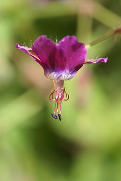 Geranium reflexum 01. 
 JPG