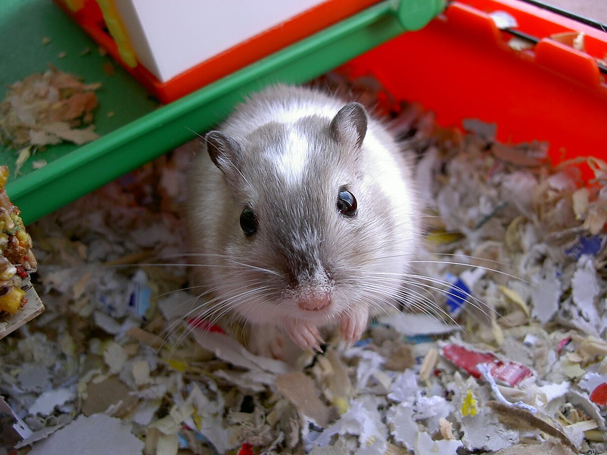 Roborovski dwarf hamster - Wikipedia