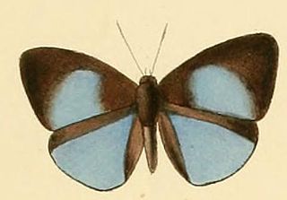 <i>Geritola gerina</i> Species of butterfly