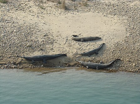 Tập_tin:Gharial_in_Karnali.JPG