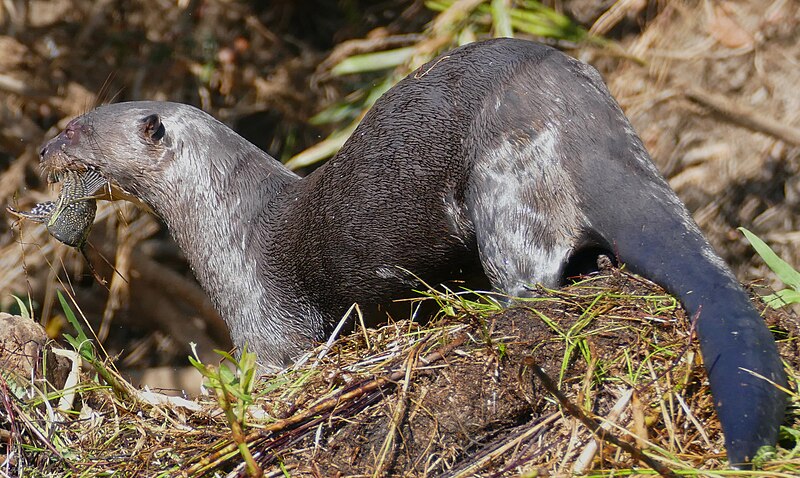 File:Giant Otter (Pteronura brasiliensis) with a Vermiculated Sailfin Catfish (Pterygoplichthys disjunctivus) (48414033621).jpg