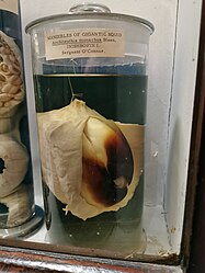 Giant squid beak 1875.jpg