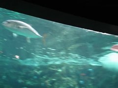Fájl: Óriás teknős az Océanopolis.webm oldalon
