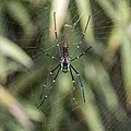 * Nomination Giant wood spider (Nephila pilipes) female --Charlesjsharp 11:02, 16 October 2020 (UTC) * Promotion Good quality and moment. It looks like she needs to repair some threads of her web. -- Ikan Kekek 11:15, 16 October 2020 (UTC)