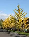 Thumbnail for File:Ginkgo biloba PAN 6.JPG