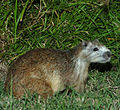 Hutia (Capromys pilorides)