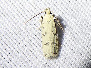 <i>Glyphidocera lactiflosella</i> Species of moth