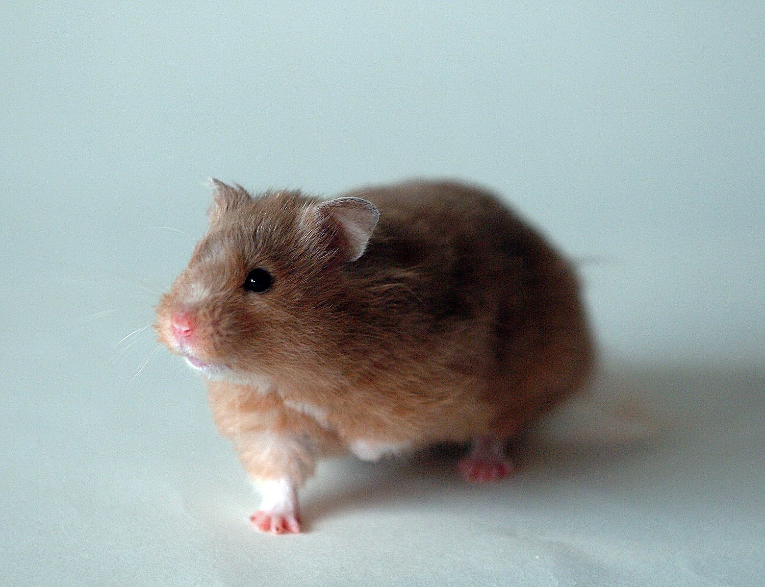 Syrian Hamster - Animal Facts Encyclopedia