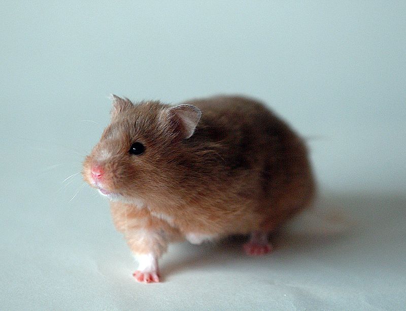 baby hamster teeth