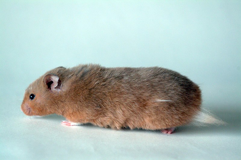 File:Golden hamster side 1.jpg