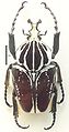 Goliathus goliatus var. conspersus Kraatz, 1895 ♂