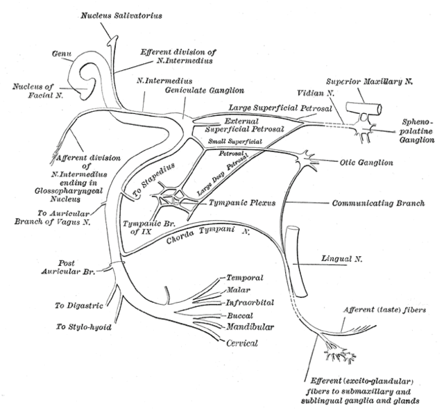 Mandibular Nerve Branches